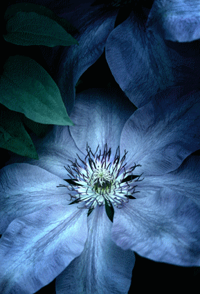 clematis